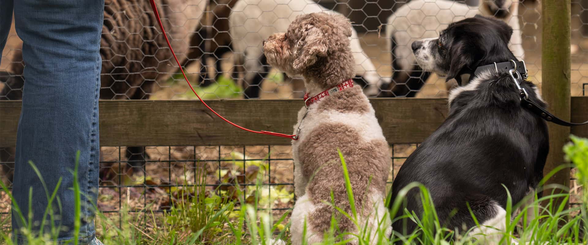 Twee honden kijken naar schapen achter een hek.