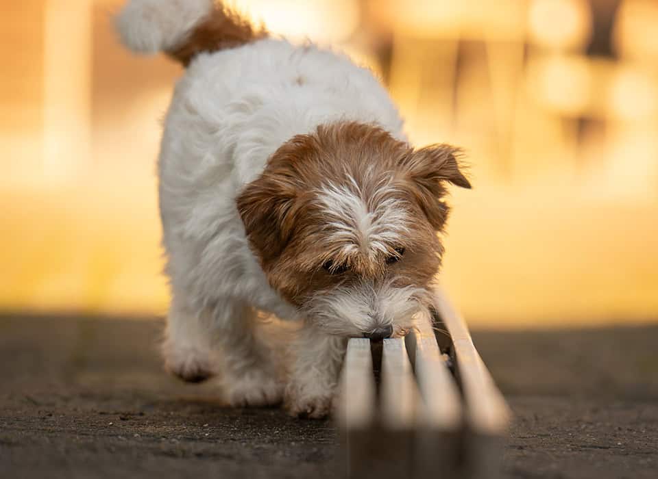 Kleine hond snuffelt aan afvoergoot op straat