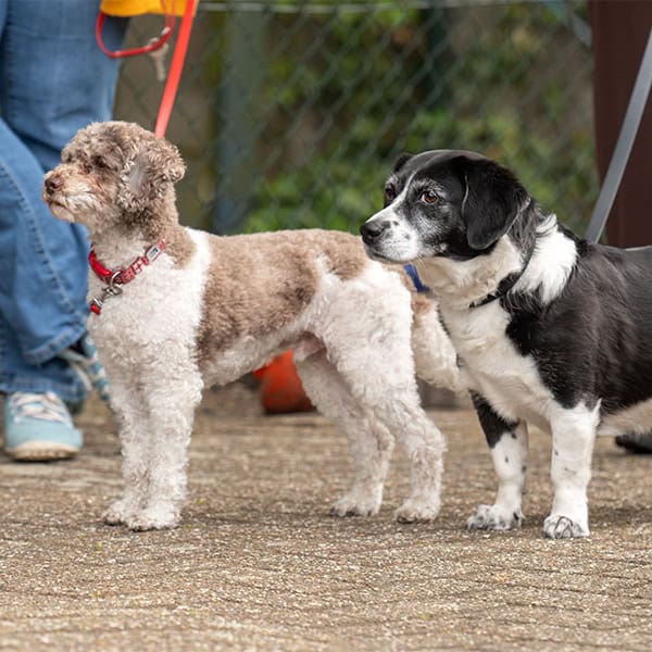 Twee honden aan de lijn staan naast elkaar