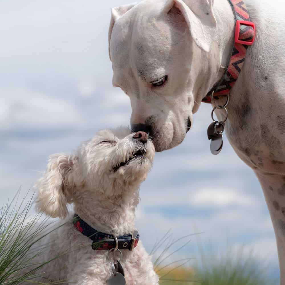 Twee honden raken neuzen in de buitenlucht