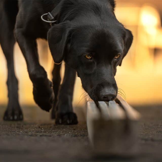 Zwarte hond snuffelt aan metalen voerbak
