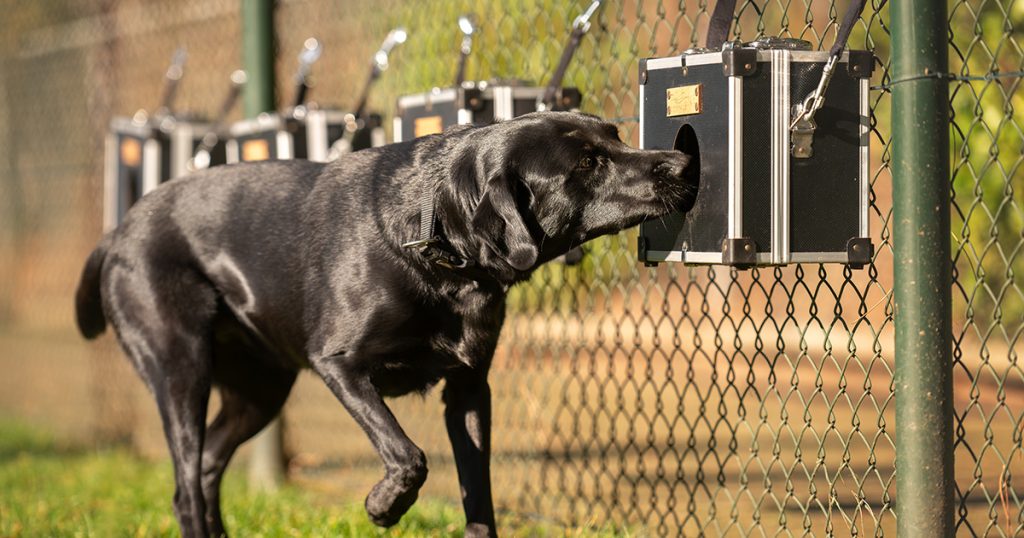 Zwarte hond ruikt aan trainingskastje bij hek