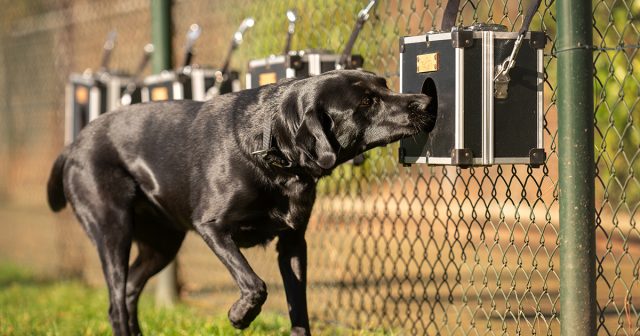 Zwarte hond ruikt aan trainingskastje bij hek