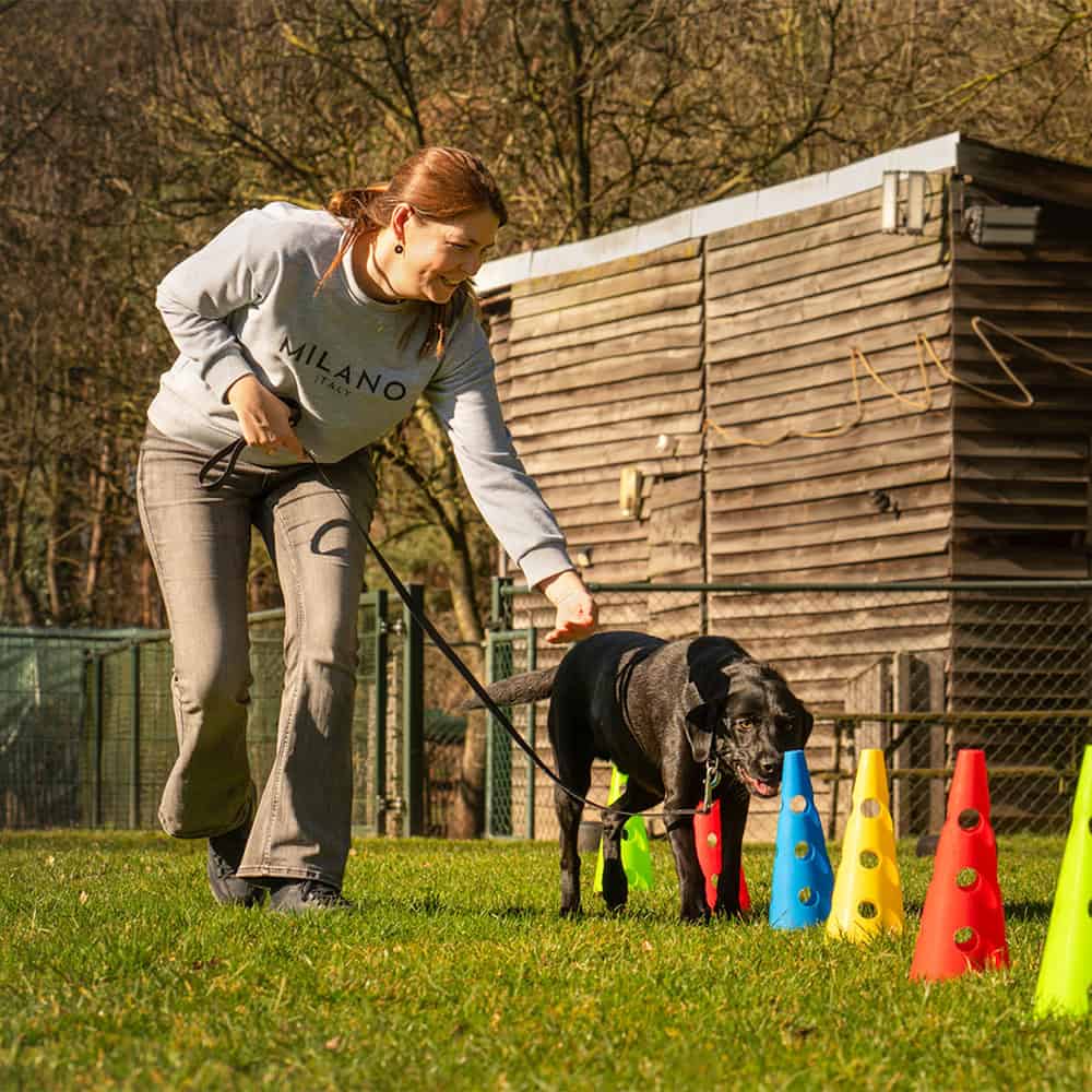 Vrouw traint zwarte hond tussen kleurrijke pionnen
