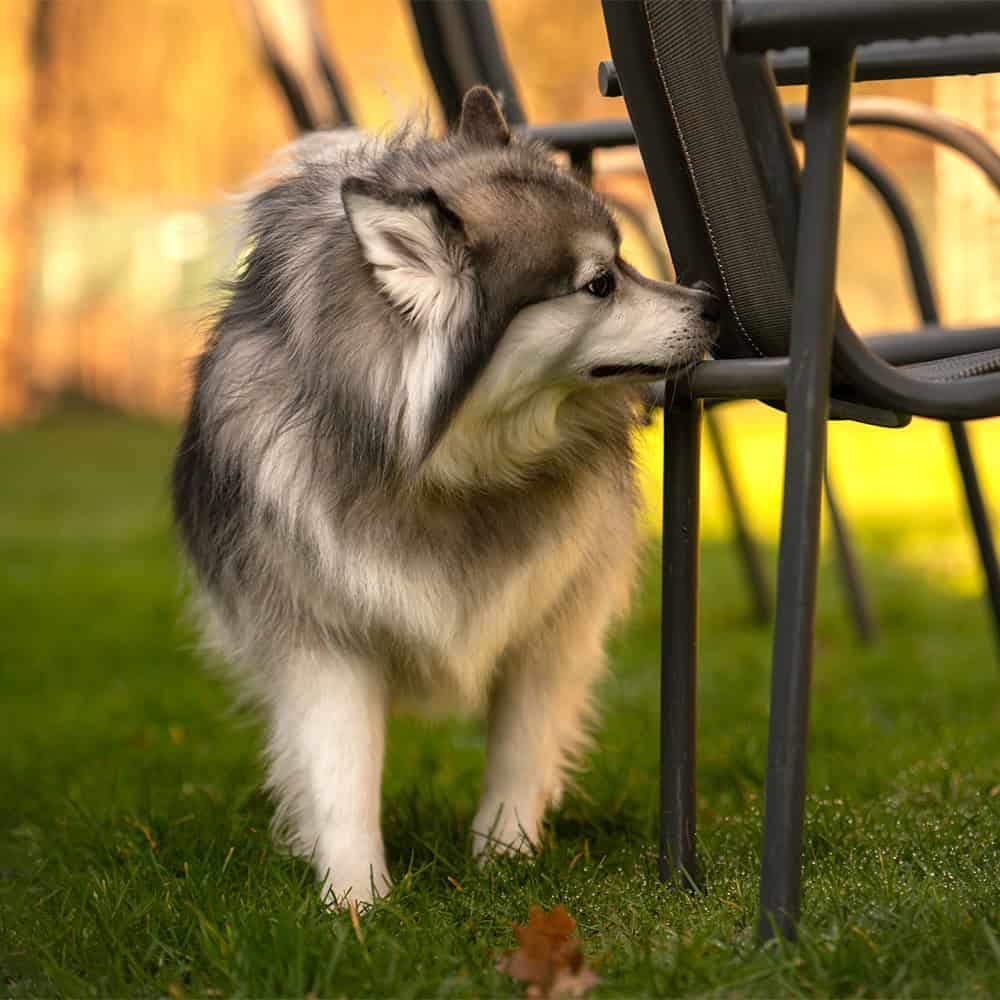Pluizige malamute snuffelt aan een tuinstoel