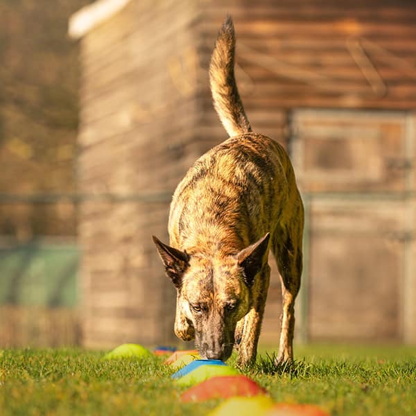 Hond snuffelt naar speelgoed in zonnige tuin