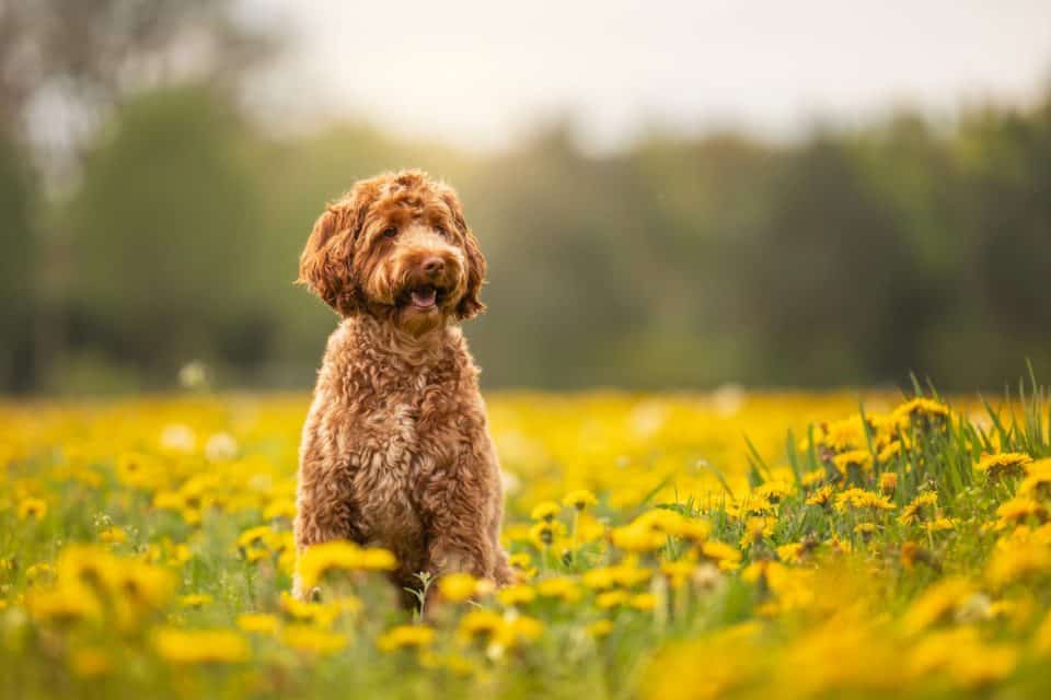 Bruine krulharige hond tussen gele paardenbloemen