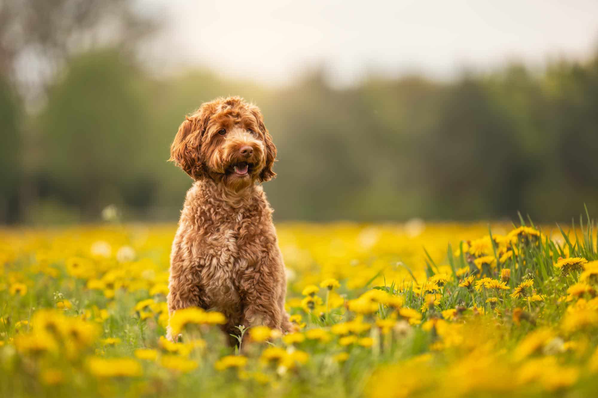 Bruine krulharige hond tussen gele paardenbloemen
