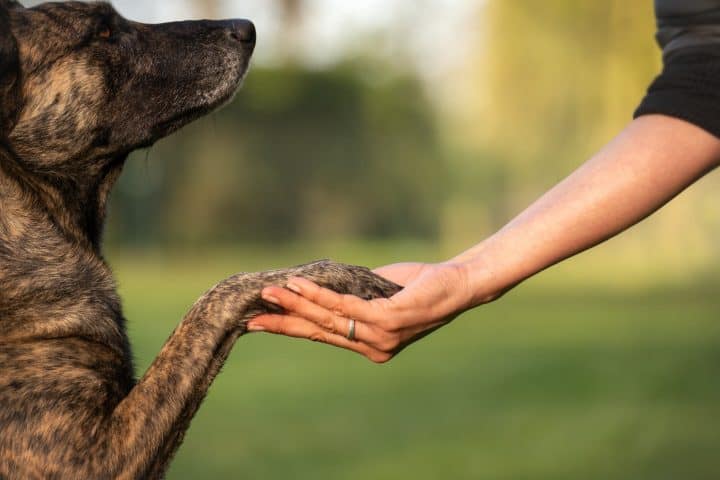 Persoon houdt poot van gestroomde hond vast