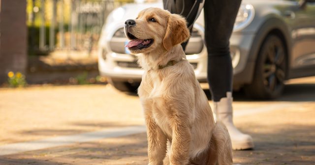 Goldenretriever pup zit naast eigenaar bij geparkeerde auto
