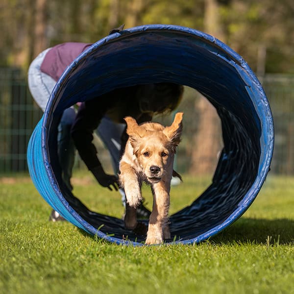 Golden retriever pup rent door blauwe agilitytunnel