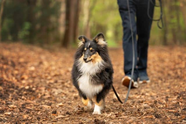 Shetland sheepdog loopt aangelijnd door een herfstbos