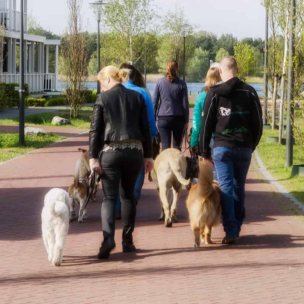 Groep mensen wandelt met honden langs het water