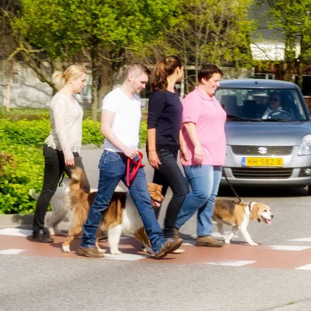 Vier mensen steken met twee honden een zebrapad over.