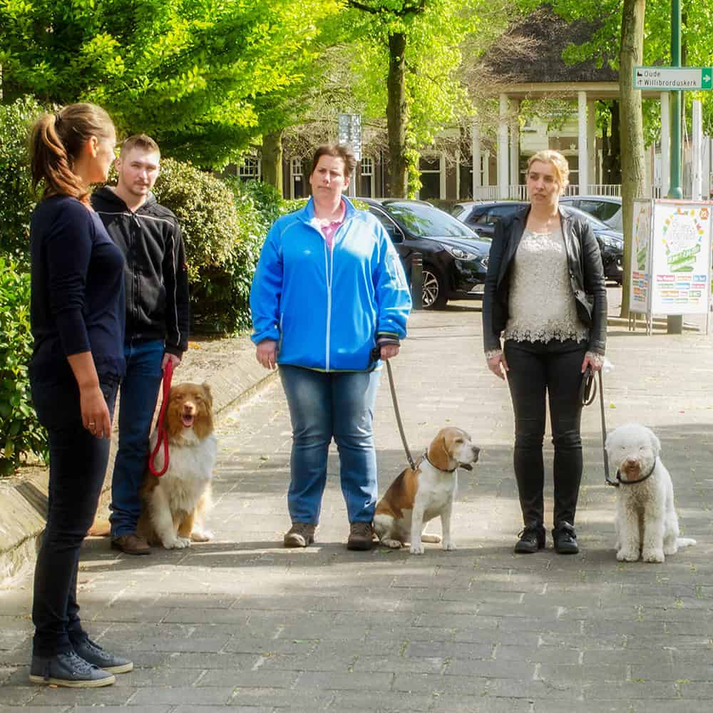 Vier mensen met drie honden op straat