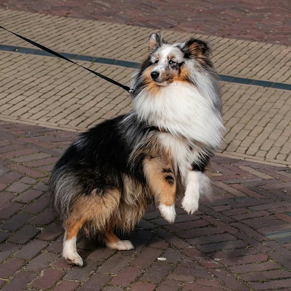 Shetland sheepdog staat op achterpoten aan de lijn