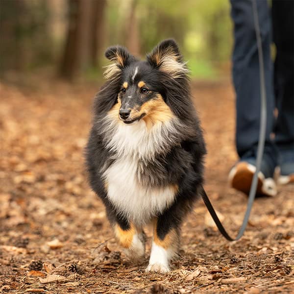 Shetland Sheepdog wandelt aangelijnd door bos