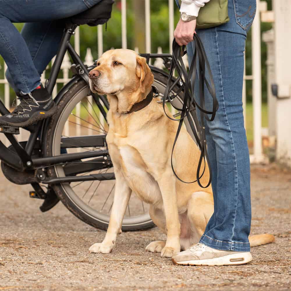 Labrador zit naast eigenaar bij fiets