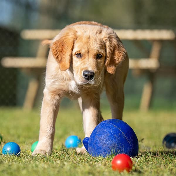 Golden retrieverpuppy speelt met kleurrijke ballen op gras